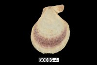 藏品(多彩海扇蛤(秀美海扇蛤))的圖片